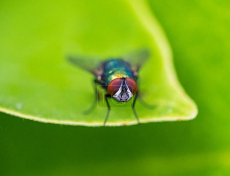 Foto de Lucilia fly es un género de moscas de la familia Calliphoridae.. - Imagen libre de derechos