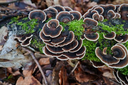 Ein bunter Zunder-Pilz, Trametes versicolor, auf totem Buchenholz in einem Wald