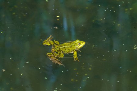 Foto de Rana esculenta synklepton, rana, rana verde, rana pantanosa, agua, animal primer plano retrato - Imagen libre de derechos
