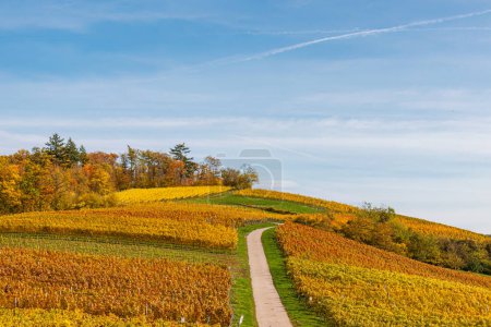 Téléchargez les photos : Feuilles de vigne colorées d'automne dans le vignoble - en image libre de droit