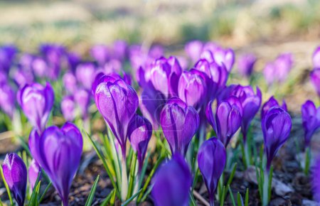 Foto de Croces violetas florecientes a principios de primavera - Imagen libre de derechos