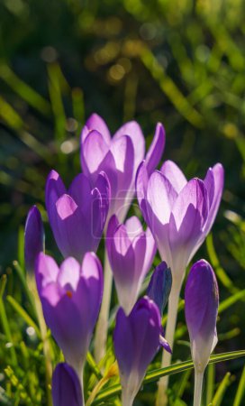 Foto de Croces violetas florecientes a principios de primavera - Imagen libre de derechos