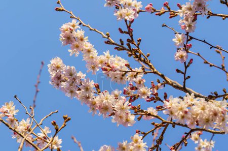 Foto de Hermosas flores de las flores de cerezo en un día de primavera - Imagen libre de derechos