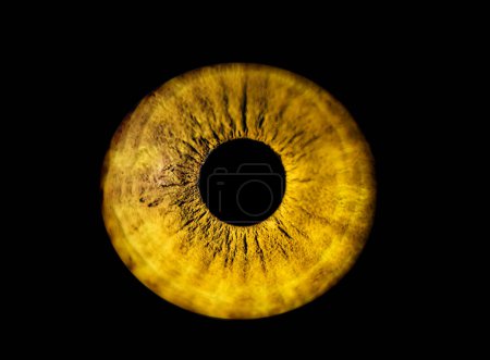 Foto de Ojo de iris naranja humana. Pupila colorida en macro sobre fondo negro - Imagen libre de derechos