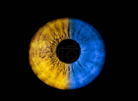 Foto de Azul y amarillo humano como el ojo de Ucrania. Pupila colorida en macro sobre fondo negro - Imagen libre de derechos