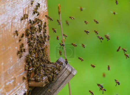 Foto de Muchas abejas regresan a la colmena y entran a la colmena con néctar floral recogido y polen de flores. Enjambre de abejas recolectando néctar de flores. Miel de granja ecológica saludable - Imagen libre de derechos