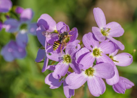 Photo for Cardamine pratensis, lady's smock flowering plant with wasp on it - Royalty Free Image