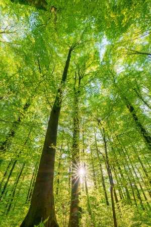 Téléchargez les photos : Forêt printanière avec coucher de soleil qui brille à travers les feuilles et les branches. Nature, foresterie, habitat, environnement et concepts de durabilité - en image libre de droit