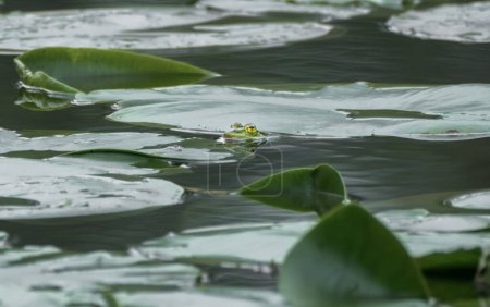 Foto de Marsh frog (Pelophylax ridibundus), en hábitat natural, República Checa. Escena de vida salvaje de la naturaleza, animal verde en el agua. Hermosa rana en el agua cerca del estanque en el sol de la noche. - Imagen libre de derechos