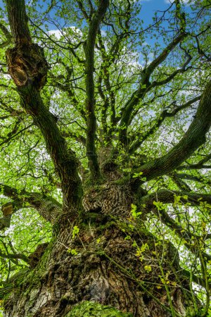The trunk of old oak tree.