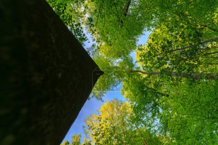Foto de Una gran vista hacia arriba en la dirección de los árboles cielo, estrellas del sol, fresco cielo verde y azul, copas de los árboles - Imagen libre de derechos