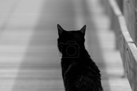 Foto de Un gato negro aislado sobre un fondo blanco. - Imagen libre de derechos