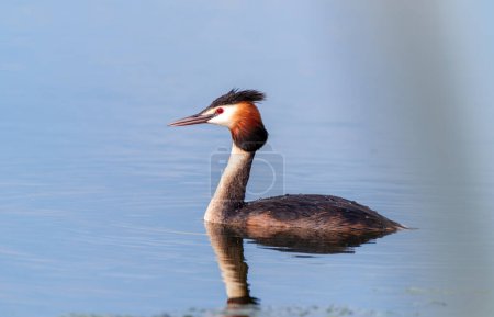 Photo for Great crested grebe in a lake - Royalty Free Image