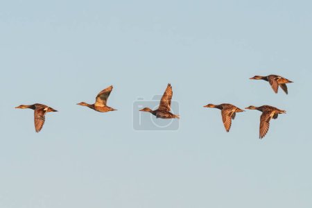 Seis patos con mechones volando juntos