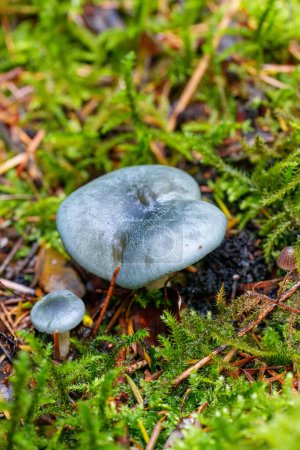 The Aniseed Toadstool Clitocybe odora is an edible mushroom , an interesting photo