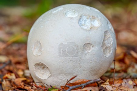 Photo for White giant puffball fungus Calvatia gigantea growing in grassland. - Royalty Free Image