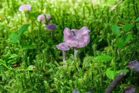 Photo for Purple violet mushroom Amethyst deceiver, Laccaria amethystina - Royalty Free Image