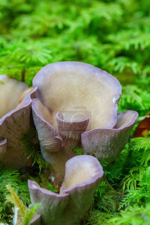 Téléchargez les photos : Violette chanterelle, Gomphus clavatus - en image libre de droit