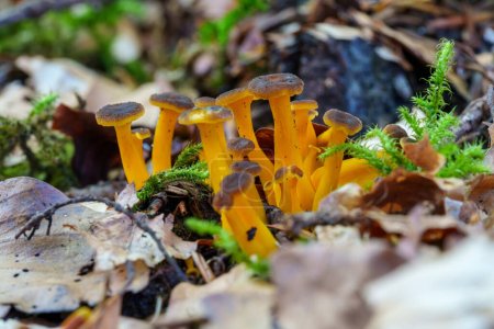 Photo for A group of edible Yellow Foot, Craterellus lutescens mushrooms growing on a mossy forest floor in a beautiful autumn light. - Royalty Free Image