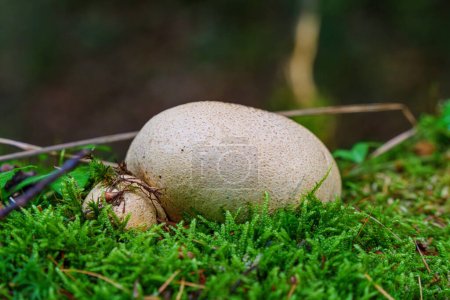 Téléchargez les photos : Bovist de pomme de terre jaune sur le sol de mousse verte dans la forêt en Allemagne - en image libre de droit