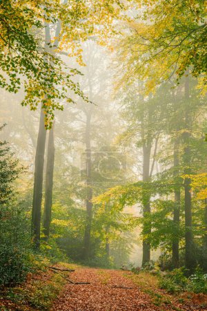 Foto de Hermoso camino a través del parque de otoño en Alemania - Imagen libre de derechos