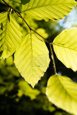 Photo for Green leaves background illuminated by sunlight - Royalty Free Image