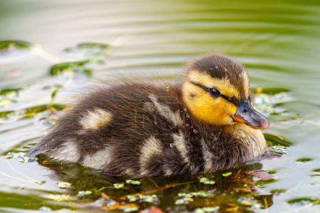 Foto de Lindo patito joven, de solo unos días de edad, flotando en un lago recto. Increíble, divertido, adorable, encantador, torpe. Pájaro común, pato, en un lago. - Imagen libre de derechos
