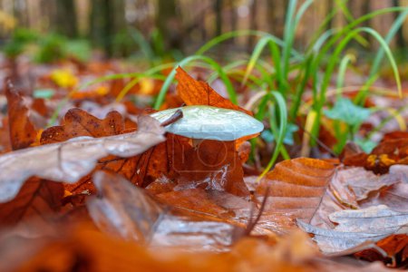 Foto de Hermoso primer plano de los hongos del bosque en la hierba, temporada de otoño. pequeños hongos frescos, que crecen en el bosque de otoño. setas y hojas en el bosque. Concepto de selección de hongos. Mágico - Imagen libre de derechos