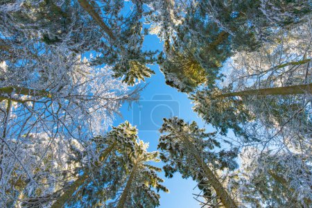 Foto de Paisaje invernal con rima en los árboles con cielo azul oscuro en el fondo. - Imagen libre de derechos