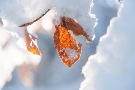 Foto de Hermosa rama con hojas anaranjadas y amarillas a finales del otoño o principios del invierno bajo la nieve. Primera nieve, copos de nieve caen, suave borrosa romántico fondo azul claro, primer plano - Imagen libre de derechos