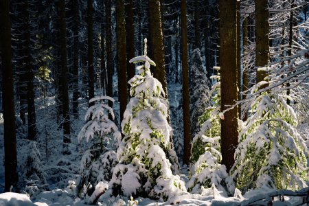 Foto de Hermosos pinos iluminados por el sol en la nieve con cielo azul en contraluz, Selva Negra, Alemania - Imagen libre de derechos