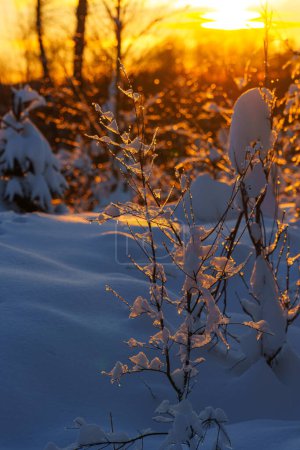 beautiful snowy winter landscape panorama with forest and sun. winter sunset in forest panoramic view. sun shines through snow covered trees