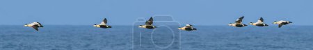 Photo for Flock of Eider ducks in flight above the Dutch North Sea. - Royalty Free Image