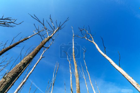 A few bare and dead trees in early spring with a beautiful blue sky in the background