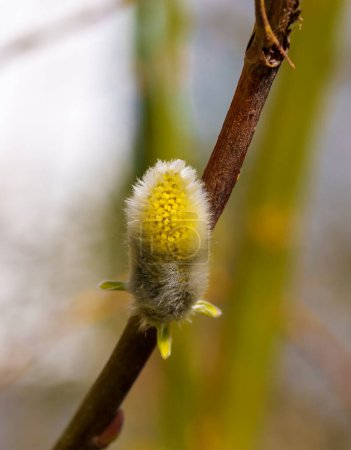 Foto de Caprinos amarillos Salix caprea floreciendo en primavera - Imagen libre de derechos
