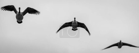 Foto de Primer plano de los gansos canadienses Branta canadensis en vuelo migrando - Imagen libre de derechos