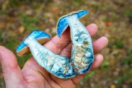 Deux moitiés du champignon comestible Gyroporus cyanescens, communément appelé le bolet bleu ou le bolet de bleuet, reposent sur une planche à découper. Après la coupe, le champignon est devenu bleu très rapidement
