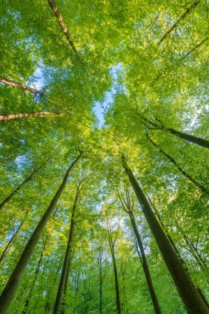 Foto de Bosque verde pomposo ver desde abajo con luz solar durante la primavera. - Imagen libre de derechos