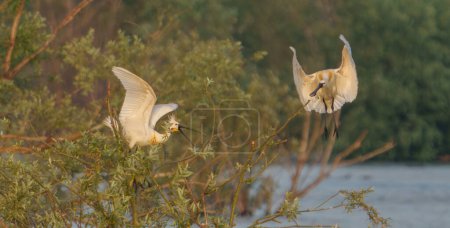Two European spoonbills perch in a tree. The spoonbills are one of many bird species that thrive in the Kerkini Lake National Park in Greece