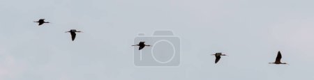 Téléchargez les photos : Troupeau silhouetté d'oiseaux sur le ciel couchant au crépuscule au printemps. - en image libre de droit