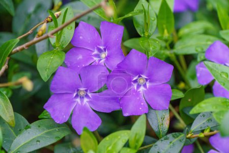 Lesser Periwinkle, Vinca minor. Flowers are produced in mid-spring through early summer. Often aggressive and invasive.