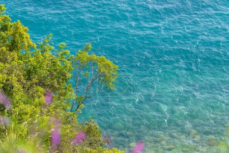 Foto de Una rama de árbol cuelga sobre el agua azul, creando un paisaje natural junto al lago. Hierba, arbustos y flores rodean la tranquila escena - Imagen libre de derechos