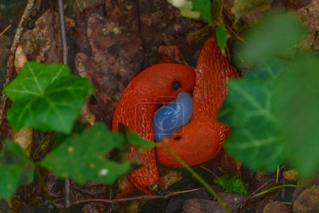 Foto de Una babosa roja que lleva un huevo azul en la boca se arrastra por el suelo entre plantas, hojas y tierra en un paisaje natural - Imagen libre de derechos