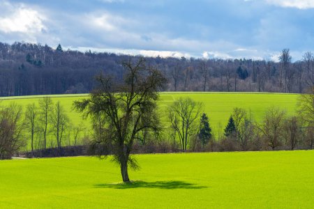 Foto de Un árbol solitario se levanta alto en un campo herboso con un telón de fondo de árboles exuberantes contra un cielo despejado, creando un paisaje natural sereno perfecto para que la gente se conecte con la naturaleza - Imagen libre de derechos