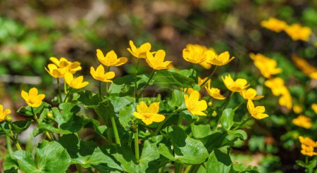Un racimo de flores de color amarillo brillante con hojas verdes, pertenecientes a la familia Daisy. Estas plantas herbáceas sirven como cobertura vegetal y añaden color al prado herbáceo.
