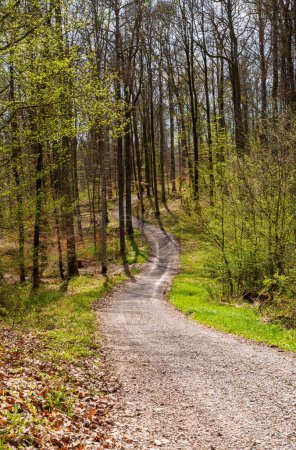 Foto de Un camino de tierra rodeado de exuberante vegetación, con árboles y plantas terrestres bordeando el camino a través del bosque caducifolio - Imagen libre de derechos