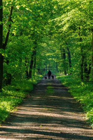 Foto de Un hombre y sus dos perros pasean por un sendero arbolado en el paisaje natural de los bosques. La superficie de la carretera está cubierta de asfalto, proporcionando sombra de los troncos altos - Imagen libre de derechos