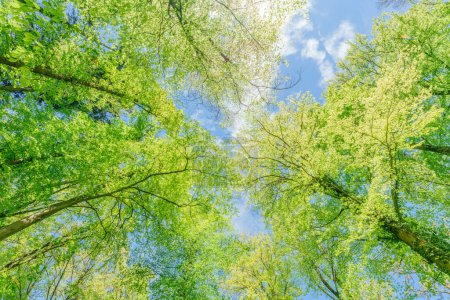 Foto de Observar el sol asomándose a través de los árboles en un bosque es una experiencia serena, rodeada de plantas terrestres y una variedad de tonos de verde y marrón en el paisaje natural. - Imagen libre de derechos