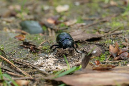 Foto de Un insecto artrópodo, un escarabajo negro, se arrastra por el suelo en el entorno natural, rodeado de tierra, vegetación, hierba y árboles - Imagen libre de derechos