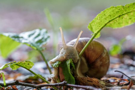 Foto de Un animal terrestre, el caracol, está consumiendo una hoja verde de una planta en el paisaje natural. Los caracoles y las babosas son moluscos que se alimentan de vegetación - Imagen libre de derechos
